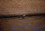 Curlew sandpiper stands serenely at the shore by Paul Blakeburn