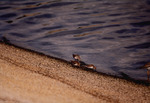 Three curlew sandpipers huddle together at the shore by Paul Blakeburn