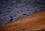 Three curlew sandpipers wade at the shore by Paul Blakeburn