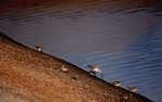 Six curlew sandpipers forage at the shore by Paul Blakeburn