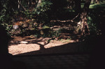 Three Quails Walk Past Viewing Window at Birdsong Nature Center in Thomasville, Georgia by Florida Ornithological Society