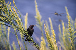 Black Crow Perches on Branch of Shrubbery in Saint Marks, Florida by Florida Ornithological Society