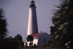 St. Marks Lighthouse Stands in Distance Behind Patch of Palm Trees by Florida Ornithological Society