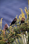 Three Brown-headed Cowbirds Perch on Branch Within St. Marks National Wildlife Refuge in Saint Marks, Florida by Florida Ornithological Society