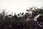 Heron Chick Cries Out from Nest in Fort Pierce by Florida Ornithological Society