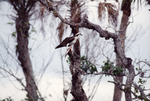 Osprey Perches on Branch with Fish in Grasp in Fort Pierce by Florida Ornithological Society