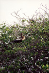 Female Anhinga Perches on Branch in Fort Pierce by Florida Ornithological Society