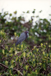 Bird with Dark Feathers and Light Blue Beak Perches on Branch in Fort Pierce by Florida Ornithological Society