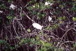 Flock of White Egrets Settle in Nests and on Branches in Fort Pierce by Florida Ornithological Society