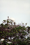 Large White Egret Tends to Nest Behind Patch of Foliage in Fort Pierce by Florida Ornithological Society