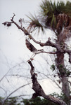 Osprey Settles on Branch with Fish in Grasp in Fort Pierce by Florida Ornithological Society