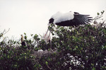 Wood Stork Guards Nest While Another Leaves in Fort Pierce by Florida Ornithological Society