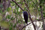 Bird with Dark Feathers and Light Blue Beak Perches Observantly in Fort Pierce by Florida Ornithological Society