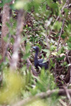 Bird with Dark Feathers and Light Blue Beak Perches in Nest in Fort Pierce by Florida Ornithological Society