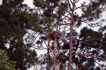 Osprey Sits in Nest at Top of Tall, Skinny Tree in Fort Pierce by Florida Ornithological Society