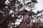 Osprey Sits in Nest at Top of Tall, Jagged Tree in Fort Pierce by Florida Ornithological Society