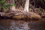 Branches Pile Up at Shoreline in Fort Pierce by Florida Ornithological Society