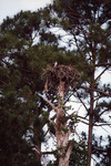 Osprey Sits Observantly in Nest in Fort Pierce by Florida Ornithological Society