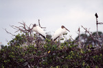 Two Wood Storks Guard Nests Back to Back in Fort Pierce by Florida Ornithological Society