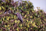Bird with Dark Feathers and Light Blue Beak Basks in Sunlight in Fort Pierce by Florida Ornithological Society