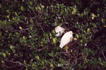 Two Cattle Egrets Perch in Nest in Fort Pierce by Florida Ornithological Society