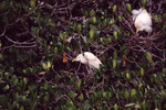 Two Cattle Egrets Perch in Respective Nests in Fort Pierce by Florida Ornithological Society