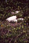 White Egret Pokes Beak into Nest in Fort Pierce by Florida Ornithological Society