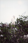 White Egret Grooms Feathers in Fort Pierce by Florida Ornithological Society