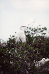 White Egret's Long Tail Feathers Blow in Breeze in Fort Pierce by Florida Ornithological Society