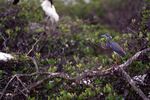 Tricolored Heron Perches on Branch Observantly in Fort Pierce by Florida Ornithological Society