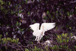 Cattle Egret Spreads Wings in Fort Pierce by Florida Ornithological Society