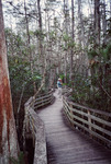 Birder Observes Something in Marsh Bordering Wooden Boardwalk Path at Corkscrew Swamp Sanctuary in Naples by Florida Ornithological Society