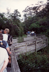 Two Birding Groups Observe from Boardwalk Path in Fort Myers by Florida Ornithological Society