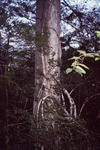 Two Trees Climb Intertwined Together in Fort Myers by Florida Ornithological Society