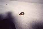 Turtle Sits in Road with Feet Tucked in Shell at Corkscrew Swamp Sanctuary in Naples by Florida Ornithological Society
