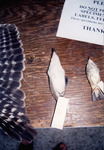 Two Bird Skins of Different Colors and Sizes Sit Beside Large Bird Wing for Quiz in St. Petersburg by Florida Ornithological Society