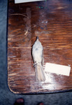 Small Bird Skin Sits on Display for Quiz in St. Petersburg, A by Florida Ornithological Society