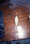 Small Bird Skin Sits on Display for Quiz in St. Petersburg, B by Florida Ornithological Society