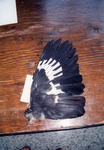 Large Black-and-White Bird Wing Sits on Display for Quiz in St. Petersburg by Florida Ornithological Society