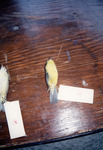 Yellow Bird Skin Sits on Display for Quiz in St. Petersburg, A by Florida Ornithological Society