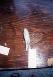 Small Gray Bird Skin Sits on Display for Quiz in St. Petersburg, B by Florida Ornithological Society