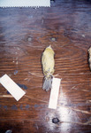 Yellow Bird Skin Sits on Display for Quiz in St. Petersburg, A by Florida Ornithological Society