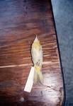 Small Sandy Bird Skin with Yellow Patches on Collar and Under Tailfeathers Sits on Display for Quiz in St. Petersburg by Florida Ornithological Society