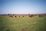 Cows Graze in Pasture with Cattle Egrets in Clewiston by Florida Ornithological Society