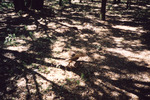 Mike McMillian Releases Bird at Buck Island Ranch in Venus, Florida, C by Florida Ornithological Society