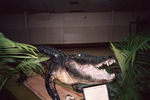 Taxidermized Male Gator from Glades County on Display in Clewiston by Florida Ornithological Society