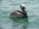 Pelican Swimming at Shell Key Preserve, April 27, 2002, B by Florida Ornithological Society