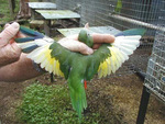 Green Parrot with Wings Spread, Broward County, February 3, 2002, L by Bill Pranty