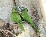 Two Green Parrots Touching Beaks, September 18, 2002 by Bill Pranty