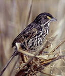 Perched Dusky Seaside Sparrow, C by Unknown